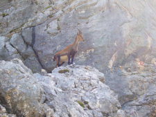 Junger Steinbock