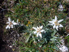 Edelweiss